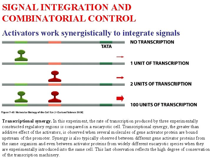 SIGNAL INTEGRATION AND COMBINATORIAL CONTROL Activators work synergistically to integrate signals Transcriptional synergy. In