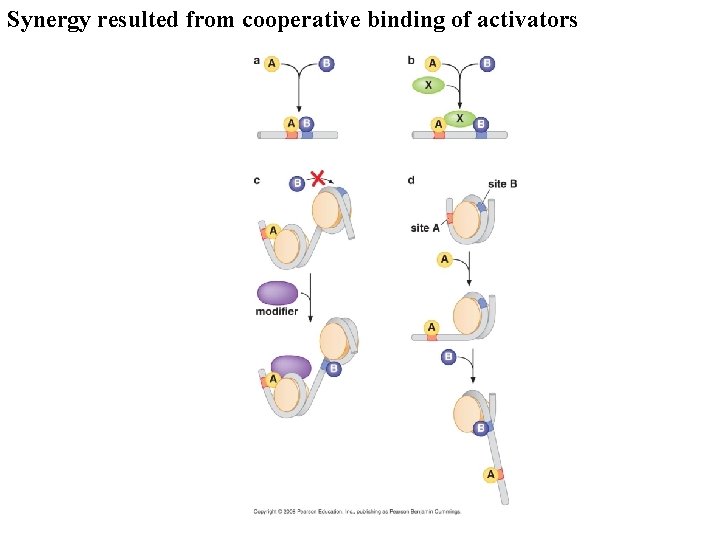 Synergy resulted from cooperative binding of activators 