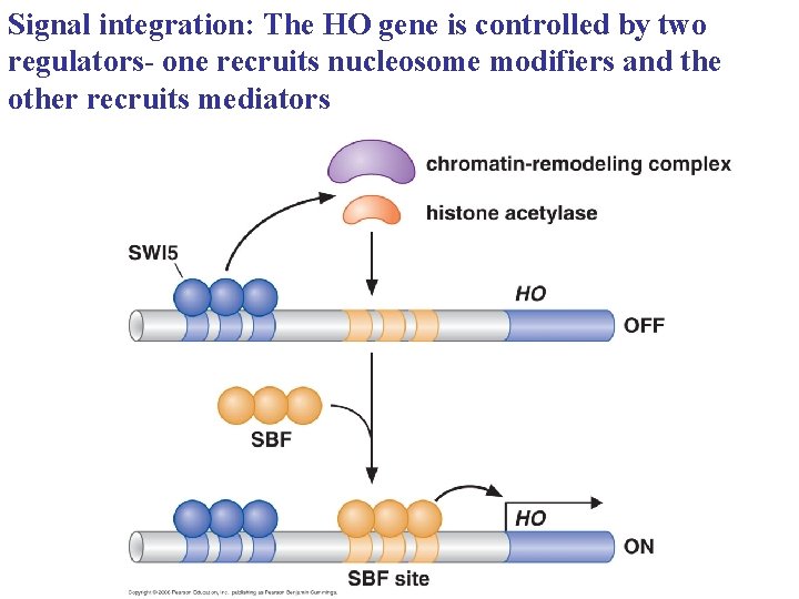 Signal integration: The HO gene is controlled by two regulators- one recruits nucleosome modifiers