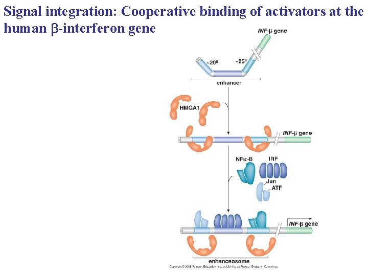 Signal integration: Cooperative binding of activators at the human b-interferon gene 