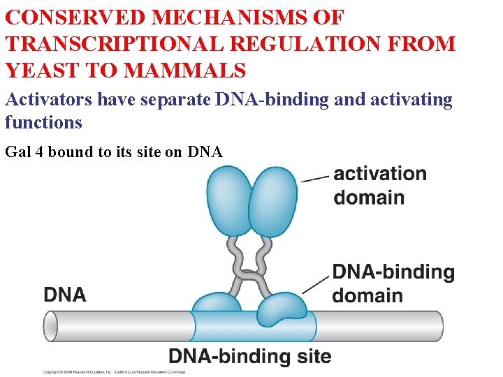 CONSERVED MECHANISMS OF TRANSCRIPTIONAL REGULATION FROM YEAST TO MAMMALS Activators have separate DNA-binding and