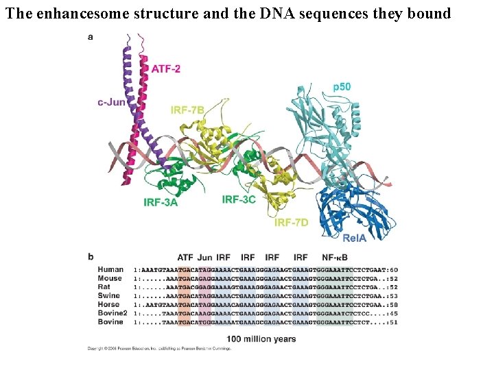 The enhancesome structure and the DNA sequences they bound 