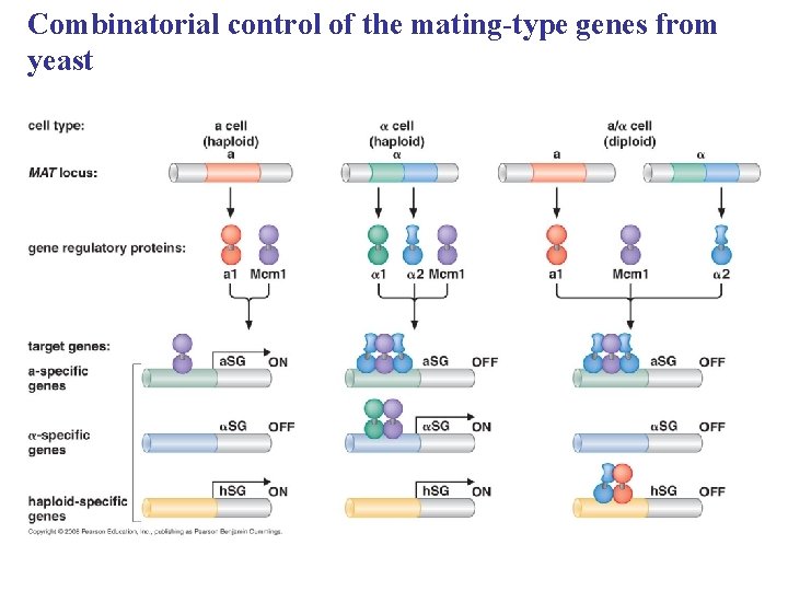 Combinatorial control of the mating-type genes from yeast 