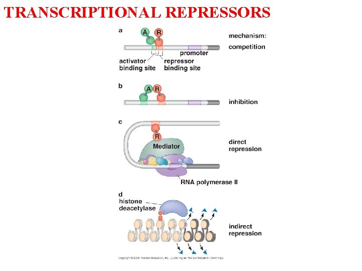 TRANSCRIPTIONAL REPRESSORS 