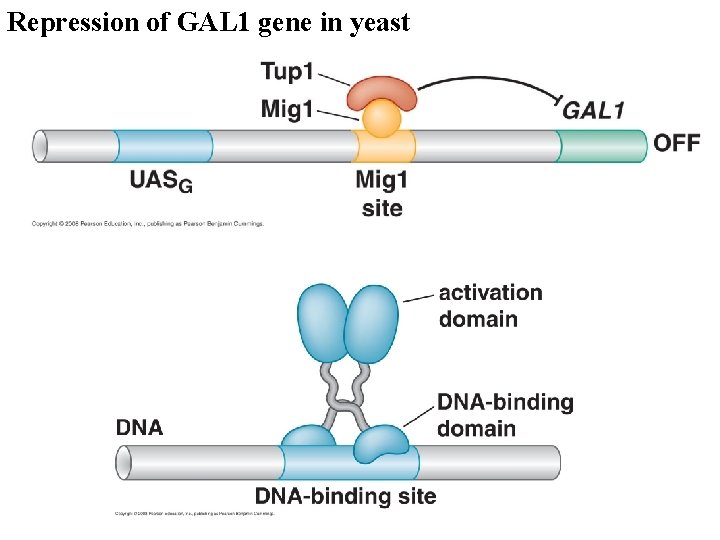 Repression of GAL 1 gene in yeast 