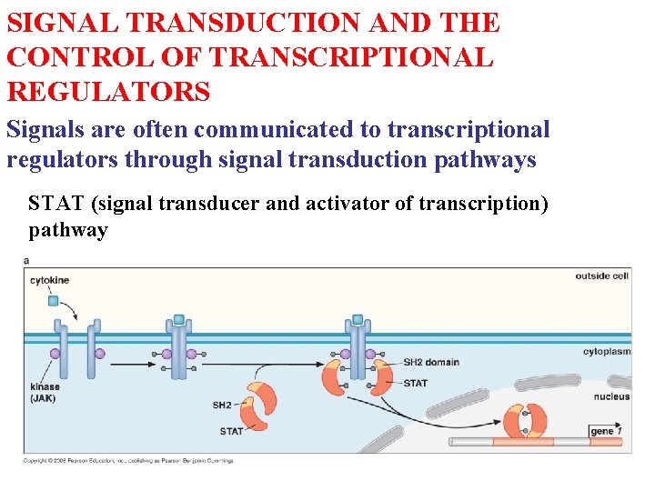 SIGNAL TRANSDUCTION AND THE CONTROL OF TRANSCRIPTIONAL REGULATORS Signals are often communicated to transcriptional