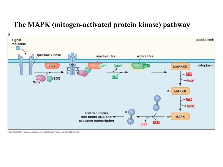 The MAPK (mitogen-activated protein kinase) pathway 