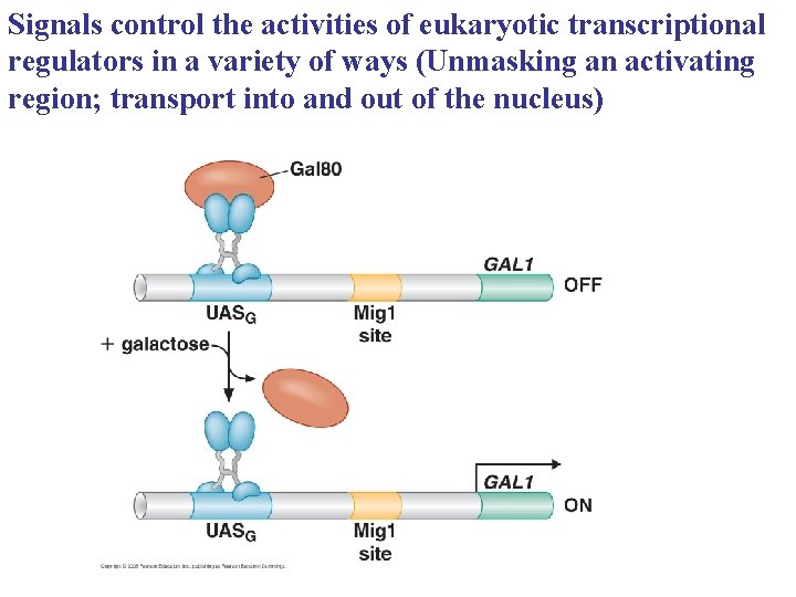 Signals control the activities of eukaryotic transcriptional regulators in a variety of ways (Unmasking