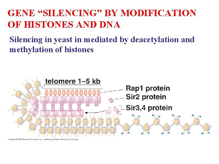 GENE “SILENCING” BY MODIFICATION OF HISTONES AND DNA Silencing in yeast in mediated by