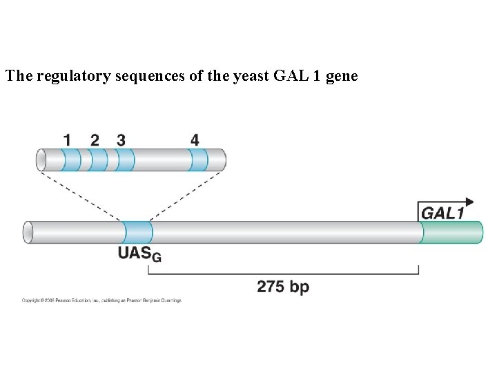 The regulatory sequences of the yeast GAL 1 gene 