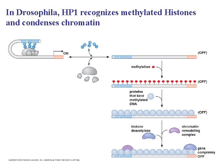 In Drosophila, HP 1 recognizes methylated Histones and condenses chromatin 