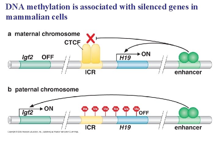 DNA methylation is associated with silenced genes in mammalian cells 