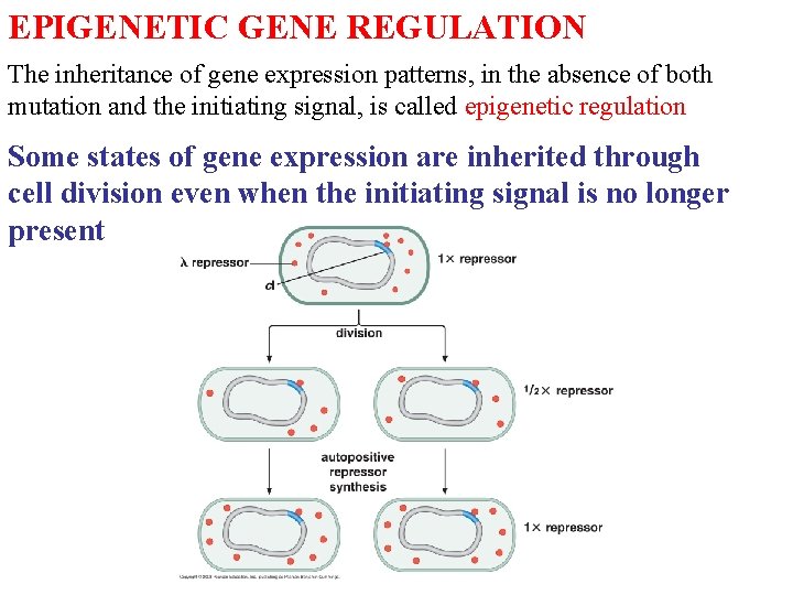 EPIGENETIC GENE REGULATION The inheritance of gene expression patterns, in the absence of both