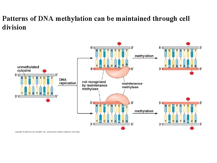 Patterns of DNA methylation can be maintained through cell division 