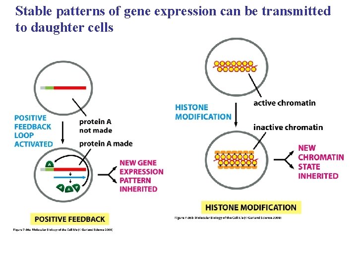 Stable patterns of gene expression can be transmitted to daughter cells 