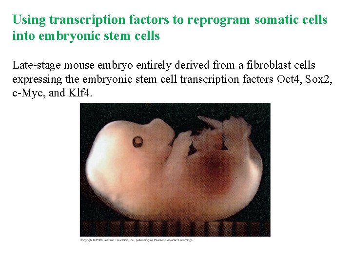 Using transcription factors to reprogram somatic cells into embryonic stem cells Late-stage mouse embryo