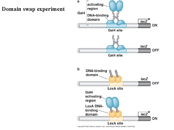 Domain swap experiment 