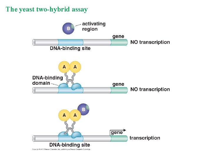 The yeast two-hybrid assay 