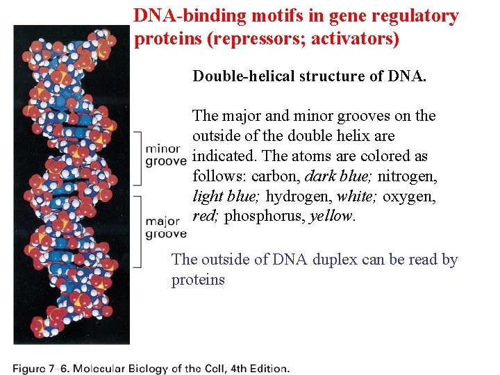 DNA-binding motifs in gene regulatory proteins (repressors; activators) Double-helical structure of DNA. The major