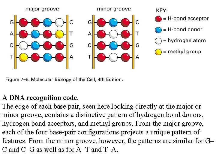 A DNA recognition code. The edge of each base pair, seen here looking directly