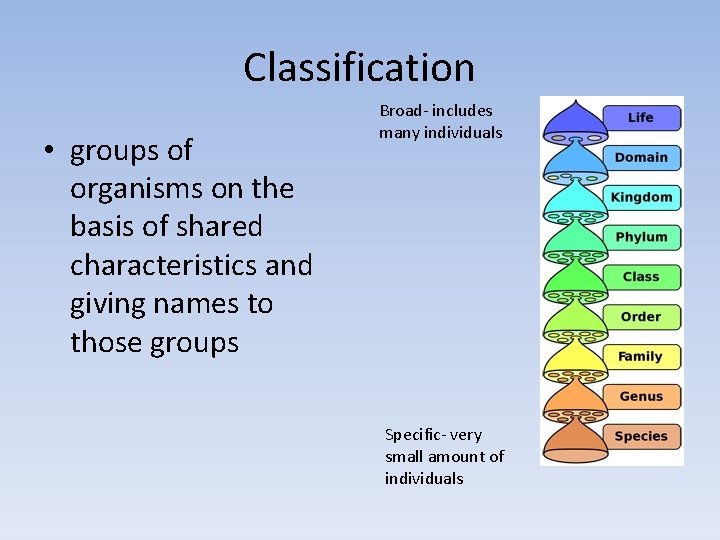 Classification • groups of organisms on the basis of shared characteristics and giving names