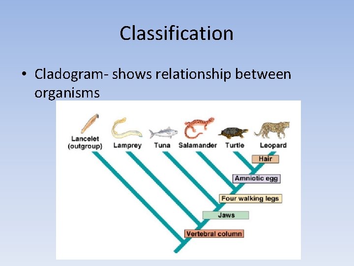 Classification • Cladogram- shows relationship between organisms 