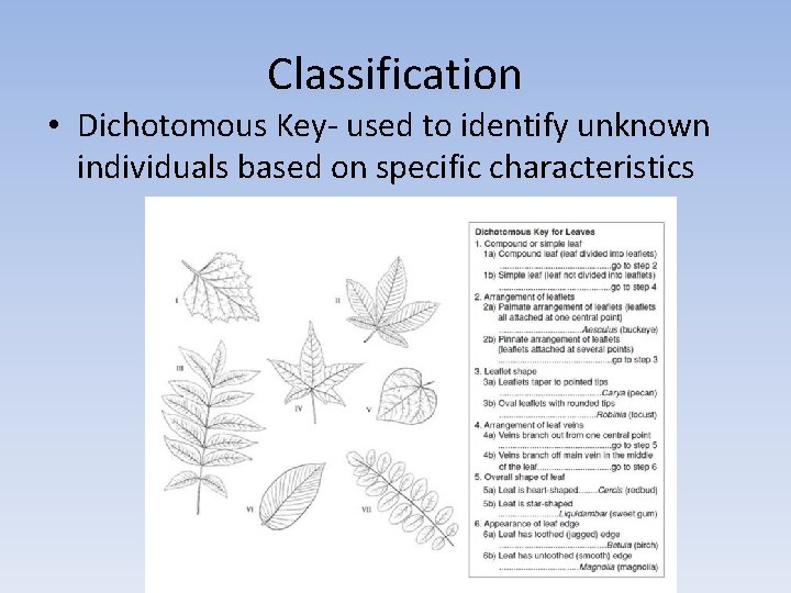 Classification • Dichotomous Key- used to identify unknown individuals based on specific characteristics Classification • Dichotomous Key- used to identify unknown individuals based on specific characteristics