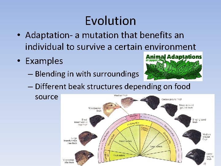 Evolution • Adaptation- a mutation that benefits an individual to survive a certain environment