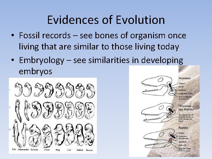 Evidences of Evolution • Fossil records – see bones of organism once living that