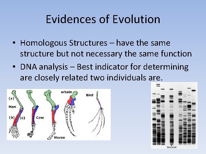 Evidences of Evolution • Homologous Structures – have the same structure but not necessary