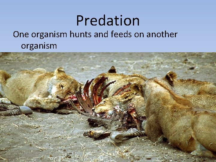 Predation One organism hunts and feeds on another organism 