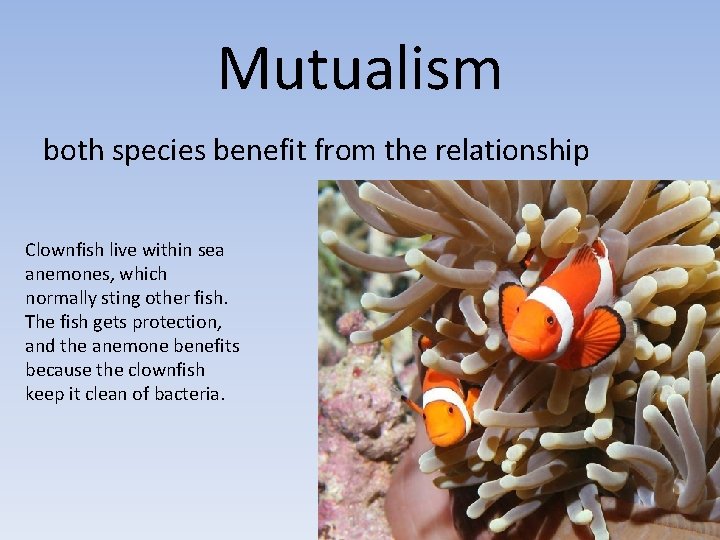 Mutualism both species benefit from the relationship Clownfish live within sea anemones, which normally