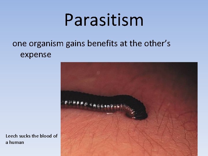 Parasitism one organism gains benefits at the other’s expense Leech sucks the blood of