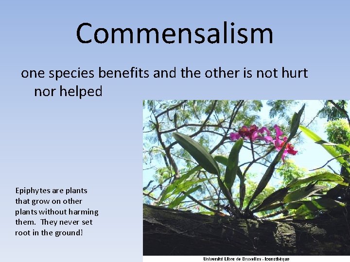 Commensalism one species benefits and the other is not hurt nor helped Epiphytes are Commensalism one species benefits and the other is not hurt nor helped Epiphytes are
