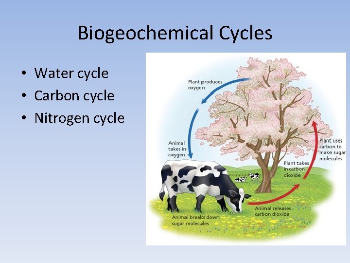 Biogeochemical Cycles • Water cycle • Carbon cycle • Nitrogen cycle Biogeochemical Cycles • Water cycle • Carbon cycle • Nitrogen cycle