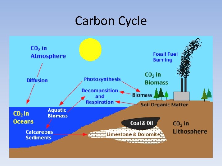 Carbon Cycle 