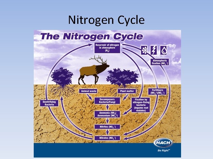 Nitrogen Cycle 