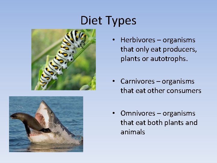 Diet Types • Herbivores – organisms that only eat producers, plants or autotrophs. •
