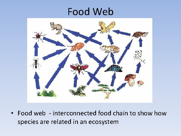 Food Web • Food web - interconnected food chain to show species are related