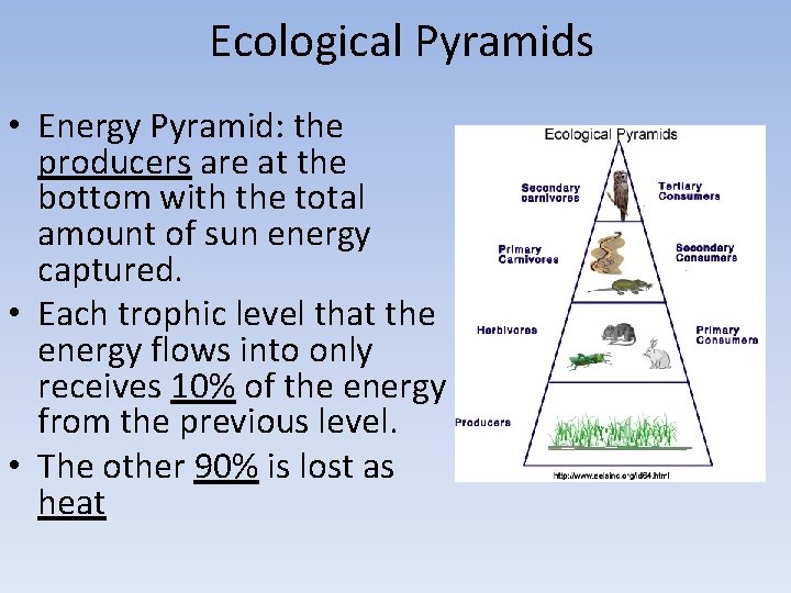 Ecological Pyramids • Energy Pyramid: the producers are at the bottom with the total