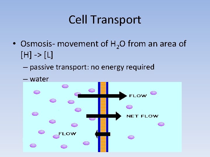 Cell Transport • Osmosis- movement of H 2 O from an area of [H]