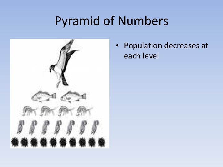 Pyramid of Numbers • Population decreases at each level 