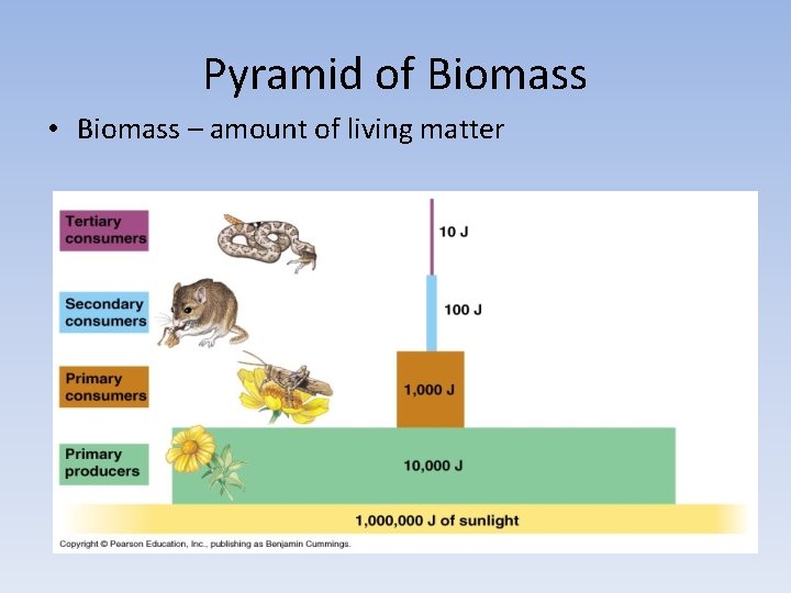 Pyramid of Biomass • Biomass – amount of living matter 