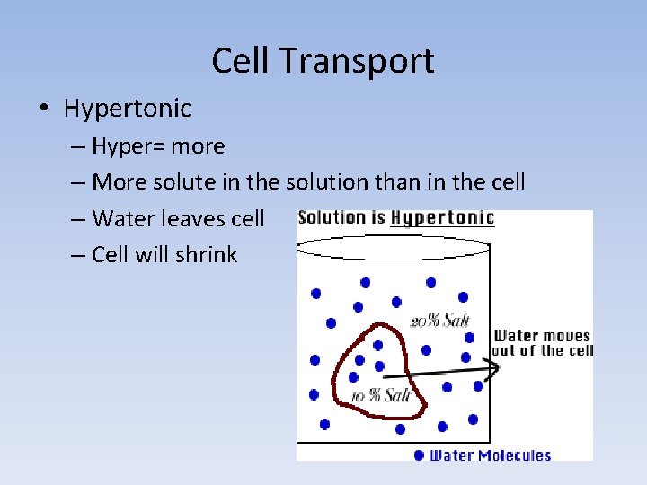 Cell Transport • Hypertonic – Hyper= more – More solute in the solution than