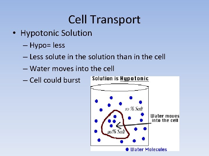 Cell Transport • Hypotonic Solution – Hypo= less – Less solute in the solution