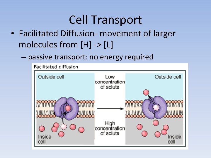 Cell Transport • Facilitated Diffusion- movement of larger molecules from [H] -> [L] –
