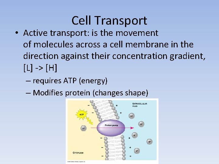 Cell Transport • Active transport: is the movement of molecules across a cell membrane