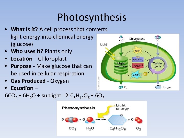 Photosynthesis • What is it? A cell process that converts light energy into chemical