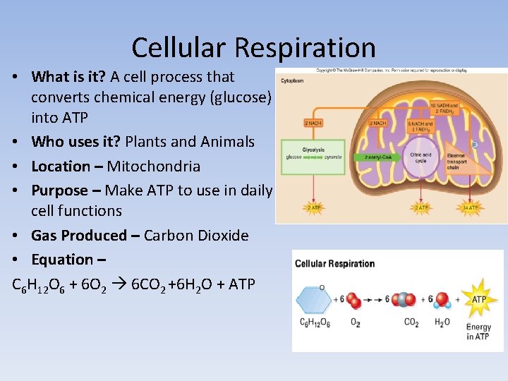 Cellular Respiration • What is it? A cell process that converts chemical energy (glucose)