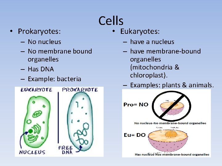 • Prokaryotes: – No nucleus – No membrane bound organelles – Has DNA
